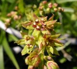 Veratrum anticleoides