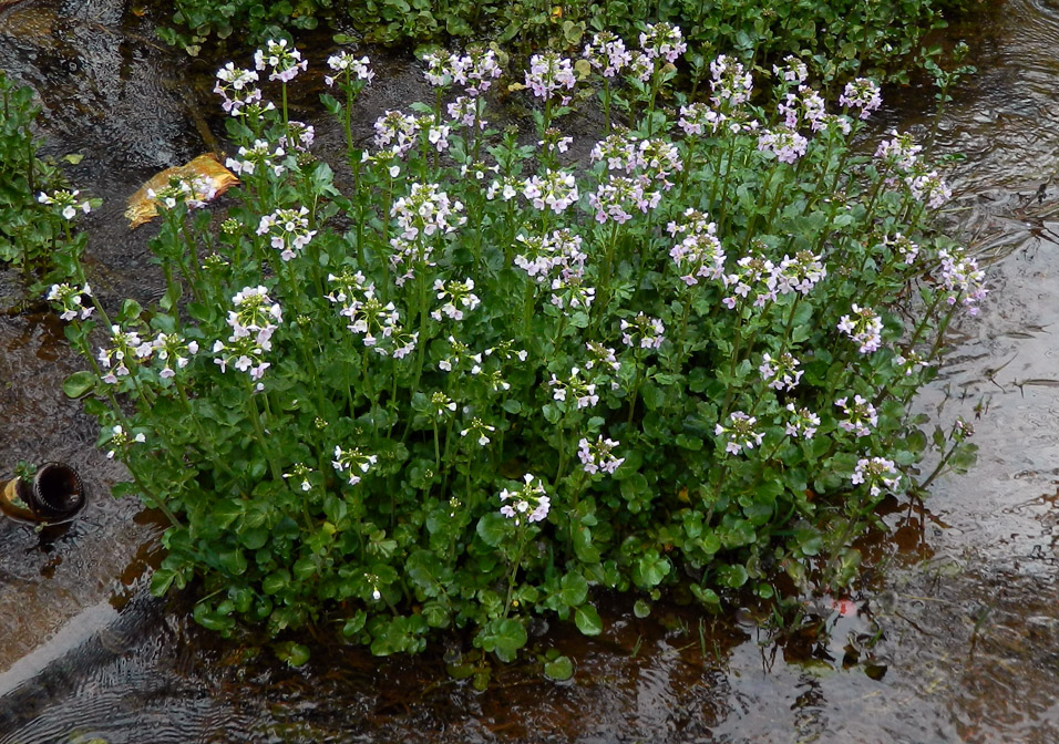 Изображение особи Cardamine seidlitziana.