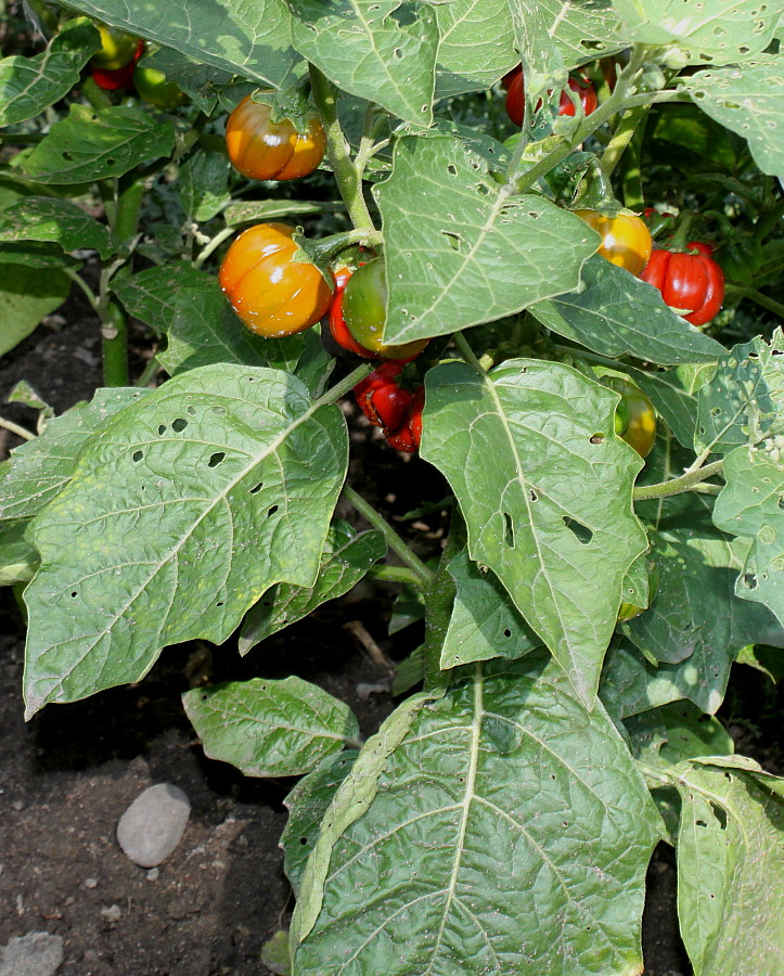 Изображение особи Solanum aethiopicum.