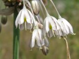 Allium oleraceum