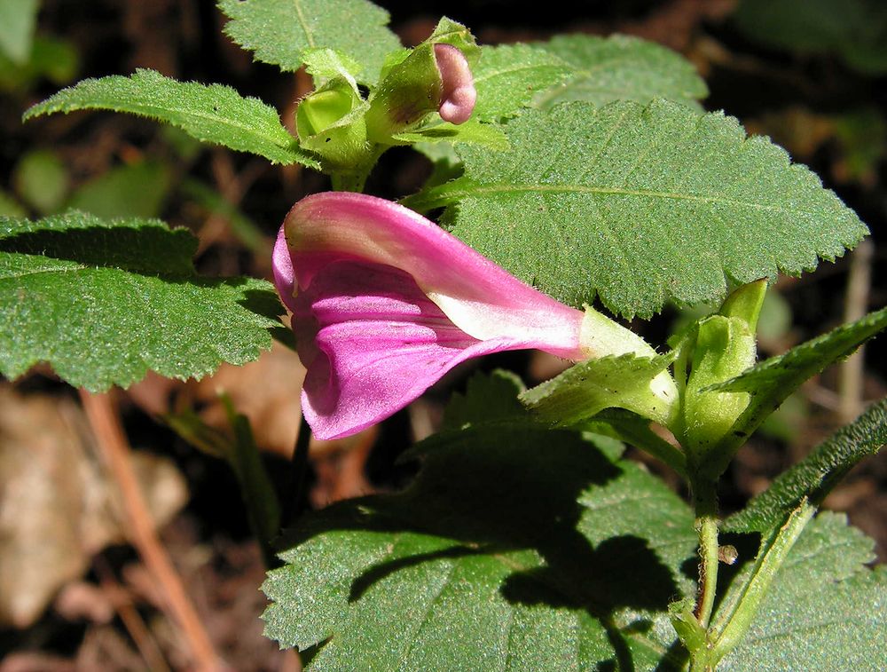 Image of Pedicularis resupinata specimen.