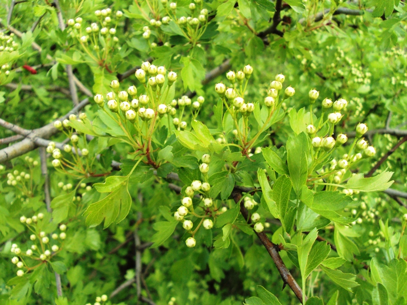 Image of Crataegus monogyna specimen.