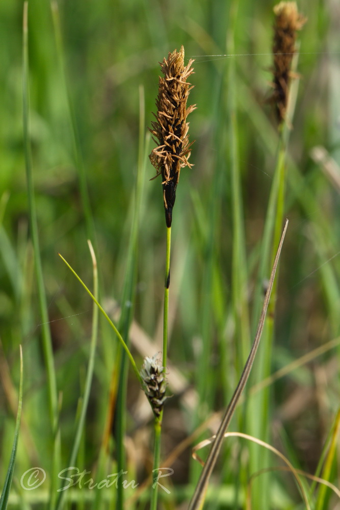 Image of Carex melanostachya specimen.