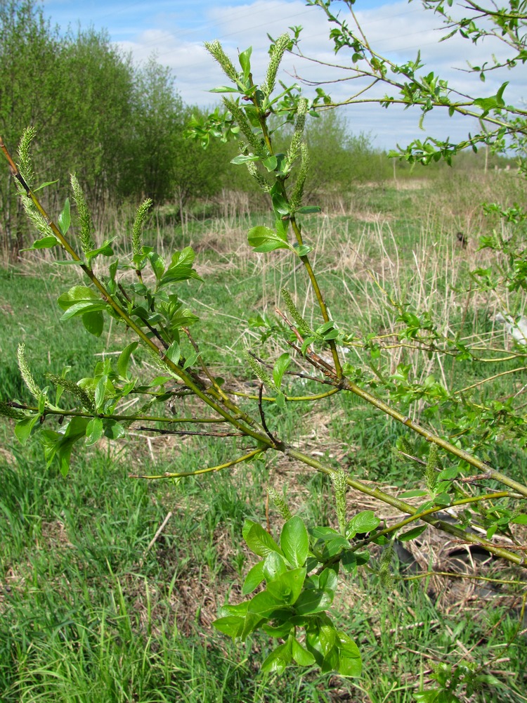 Изображение особи Salix myrsinifolia.