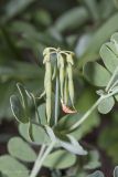 Coronilla coronata. Соплодие и листья. Крым, Бахчисарайский р-н, пос. Куйбышево. 31.05.2014.