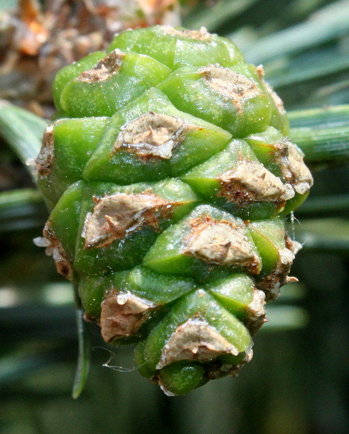 Image of Pinus sylvestris specimen.