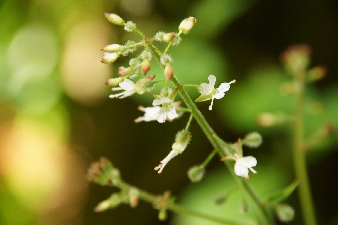 Image of Circaea lutetiana specimen.