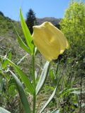 Fritillaria pallidiflora. Верхушка побега с цветком. Казахстан, сев. макросклон Джунгарского Алатау, обращенный к Алакольской котловине, ущ. Коль-Асу. 7 мая 2012 г.