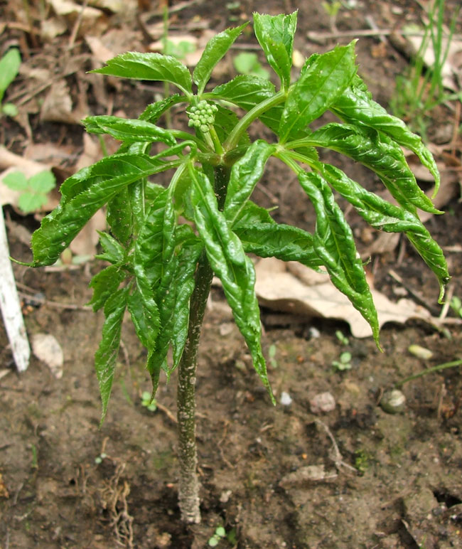 Image of Panax ginseng specimen.