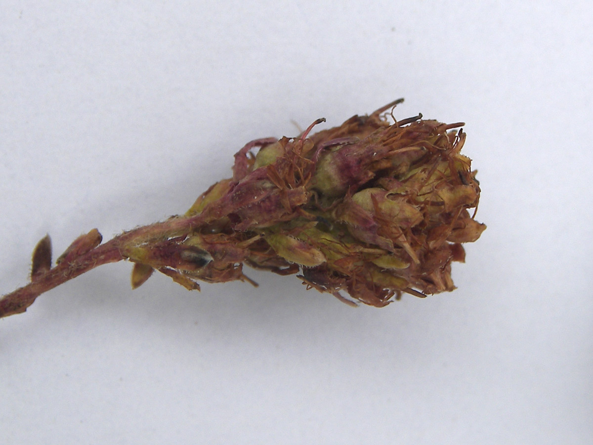 Image of Saxifraga unifoveolata specimen.