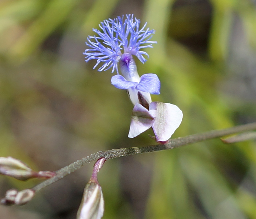 Image of Polygala tenuifolia specimen.