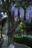 Wisteria sinensis