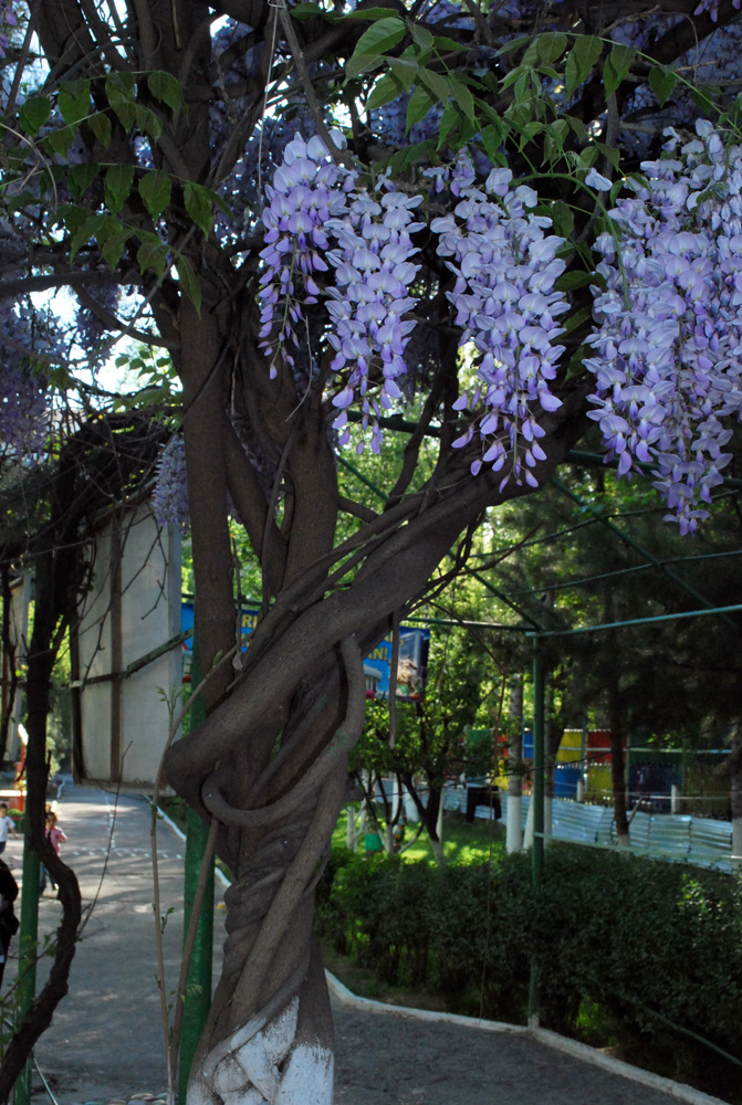 Image of Wisteria sinensis specimen.