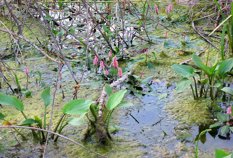 Image of Persicaria amphibia specimen.