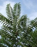 Ailanthus altissima