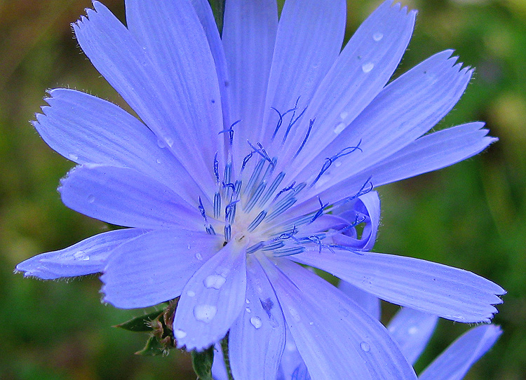 Image of Cichorium intybus specimen.