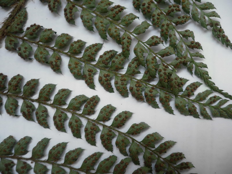 Image of Polystichum setiferum specimen.