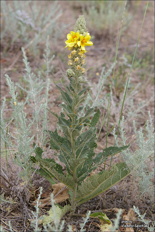 Изображение особи Verbascum ovalifolium.