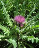 Cirsium esculentum