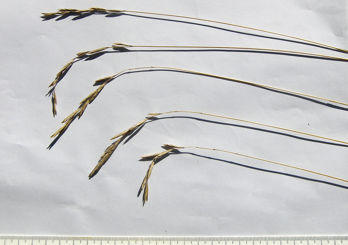 Image of Elymus buschianus specimen.