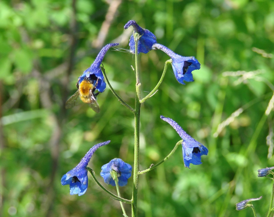 Image of Delphinium elatum specimen.