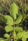 Rosa pygmaea. Лист (вид снизу). Крым, Карадагский заповедник, хр. Бешташ, степной склон. 2 июня 2015 г.