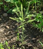 Lepidium densiflorum. Плодоносящее растение. Иркутская обл., Иркутский р-н, окр. дер. Тайтурка, край поля. 09.07.2014.