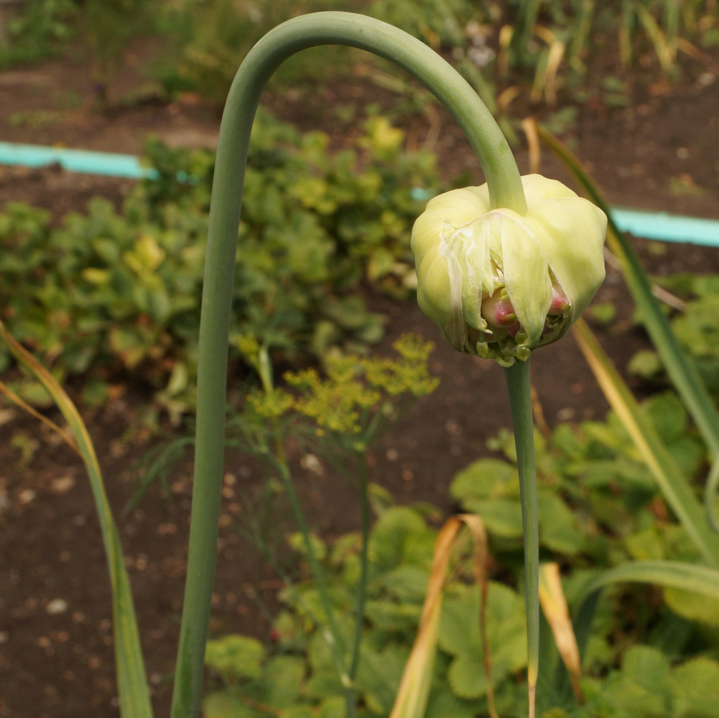 Image of Allium sativum specimen.