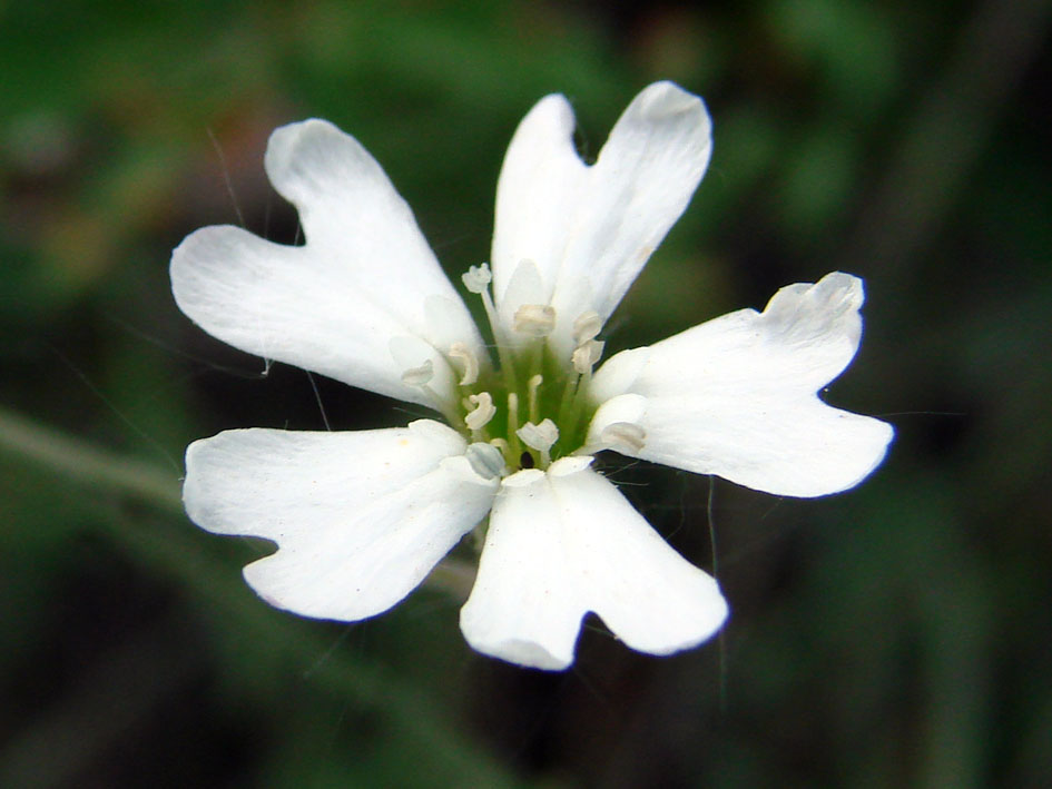 Image of Lychnis sibirica specimen.