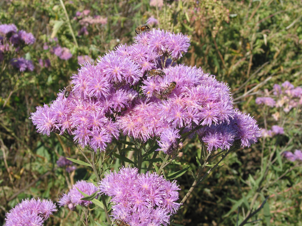 Image of Saussurea amara specimen.