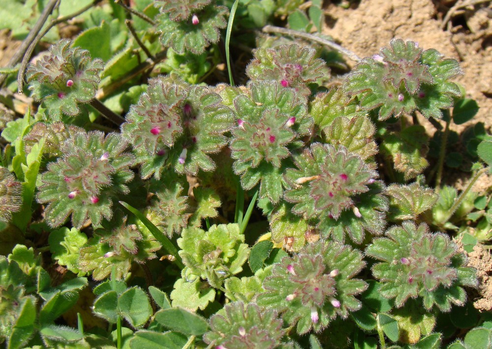 Image of Lamium amplexicaule specimen.