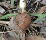 View full-size image Chaerophyllum bulbosum