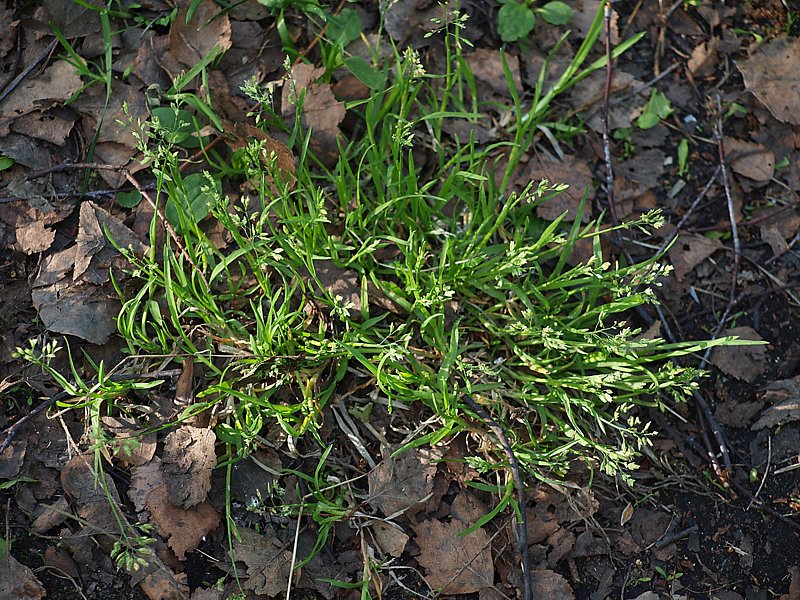 Image of Poa annua specimen.