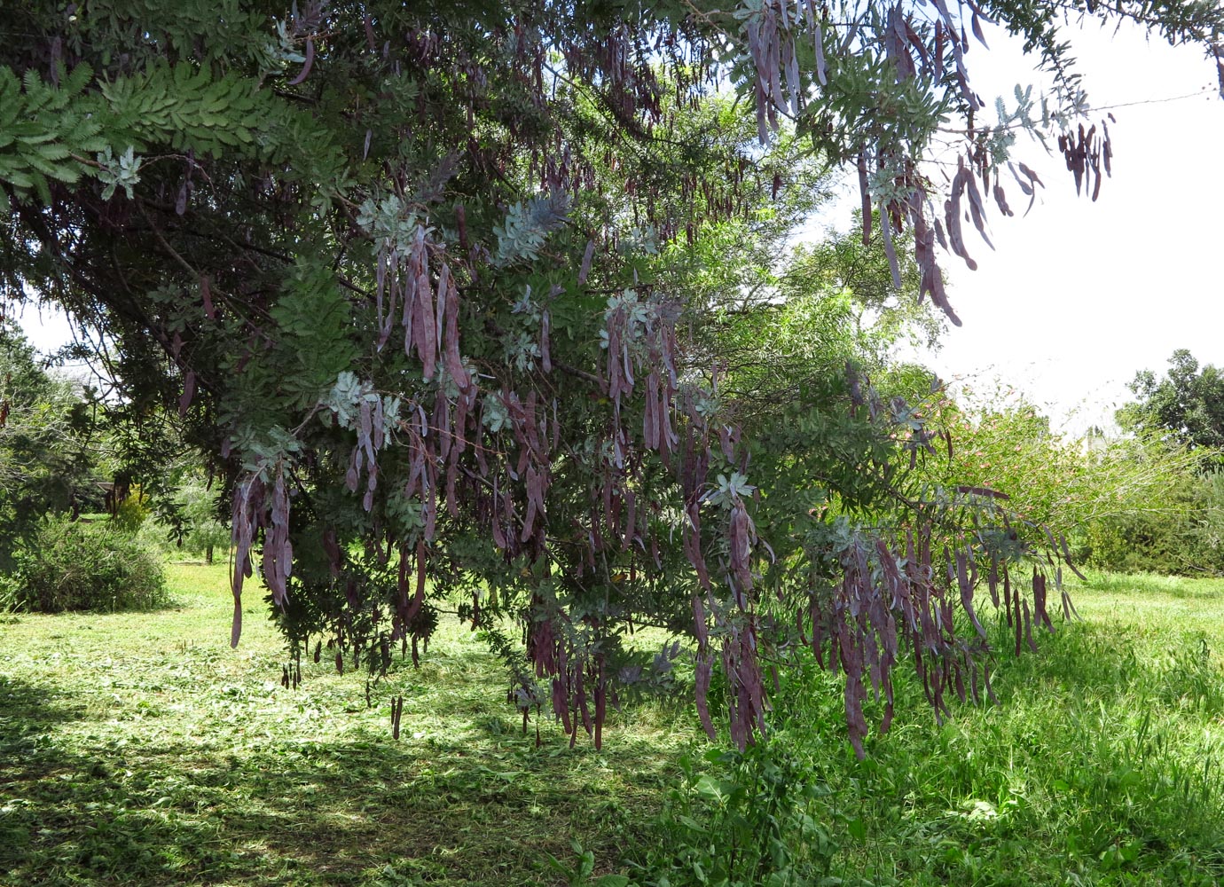 Image of Acacia baileyana specimen.