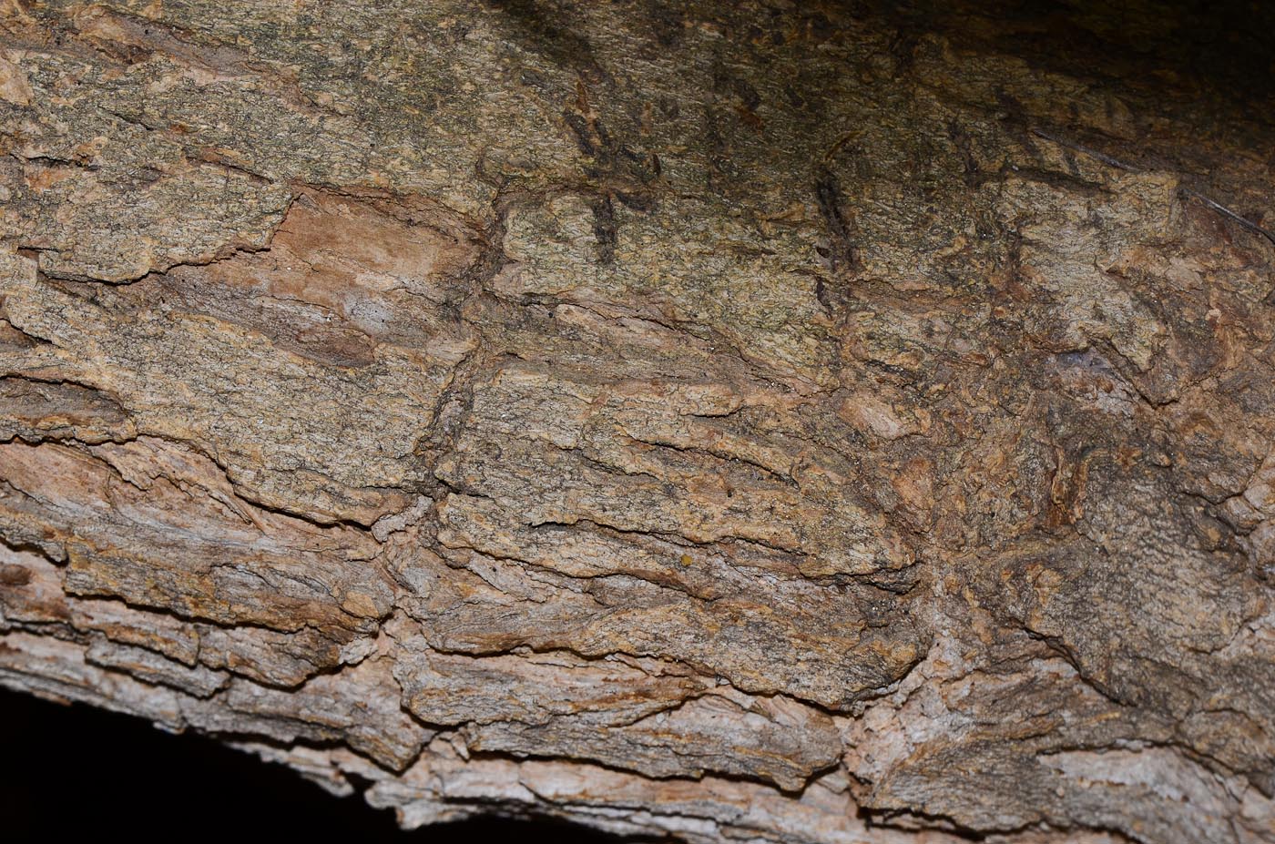 Image of Lantana camara specimen.