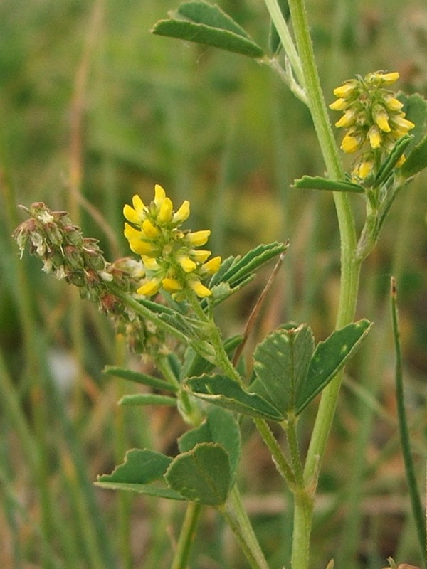 Изображение особи Melilotus indicus.