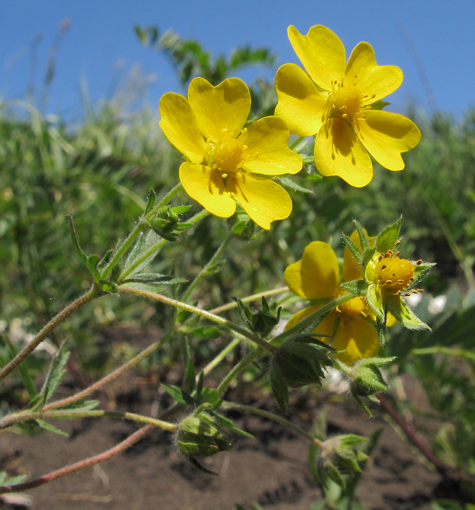 Image of Potentilla caucasica specimen.