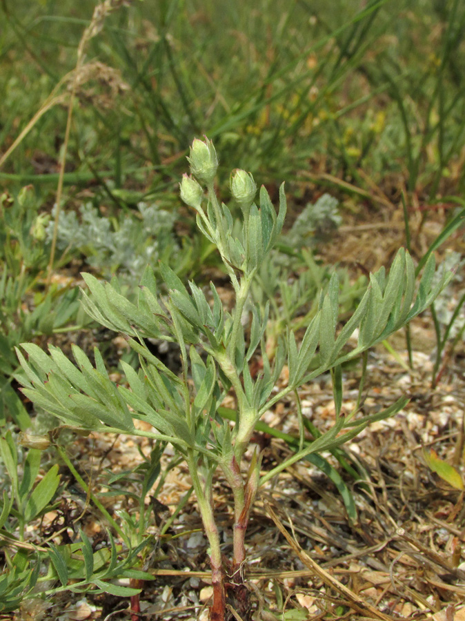 Изображение особи Potentilla orientalis.