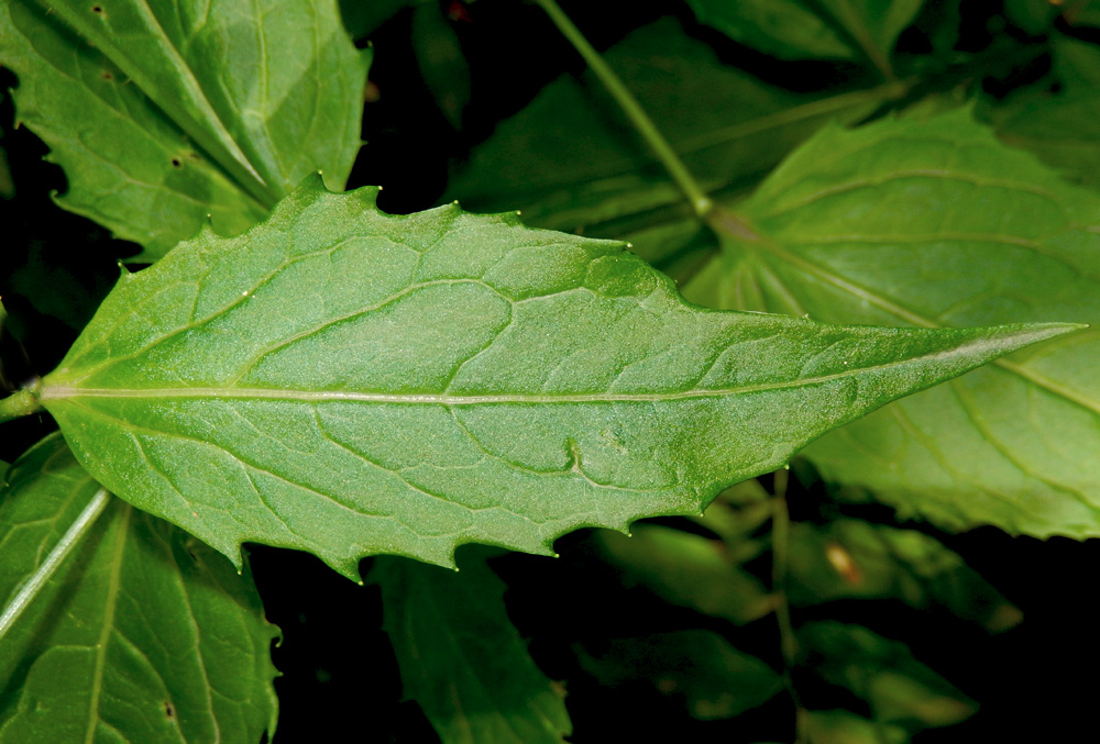 Image of Hesperis matronalis specimen.