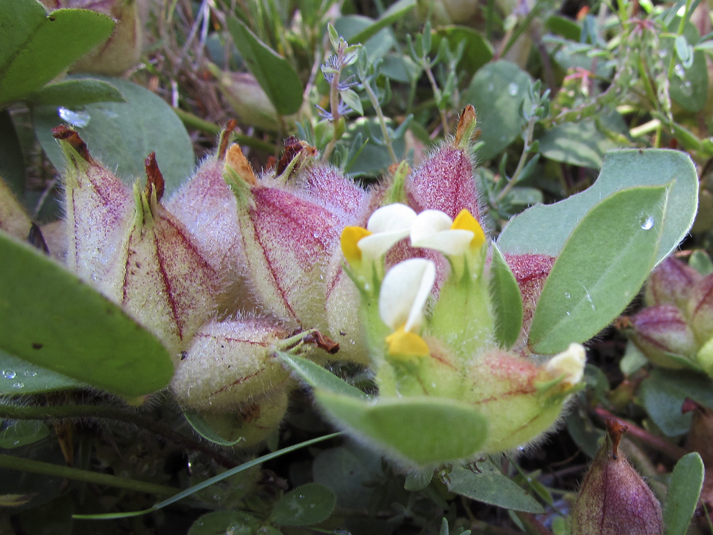 Image of Tripodion tetraphyllum specimen.