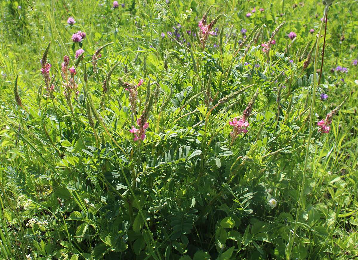 Image of Onobrychis viciifolia specimen.