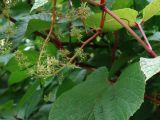 Vitis amurensis