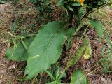 Solidago virgaurea