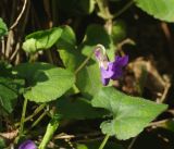 Viola dehnhardtii