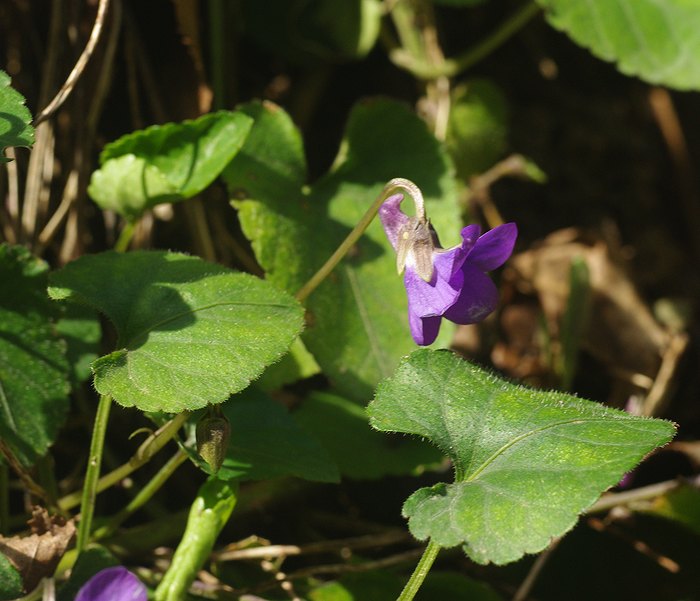 Изображение особи Viola dehnhardtii.