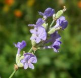 Lavandula angustifolia