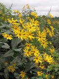 Helianthus tuberosus