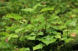 Maianthemum dilatatum. Плодоносящие растения в сообществе с Chamaepericlymenum canadense. Сахалинская обл., Томаринский р-н, окр. г. Томари, открытая приморская терраса у подножия сопки западной экспозиции. 16.08.2016.