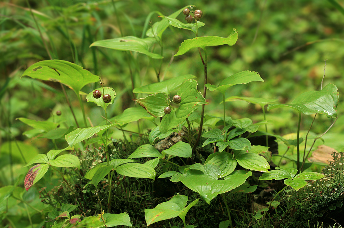 Image of Maianthemum dilatatum specimen.