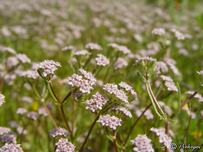 Image of genus Valerianella specimen.